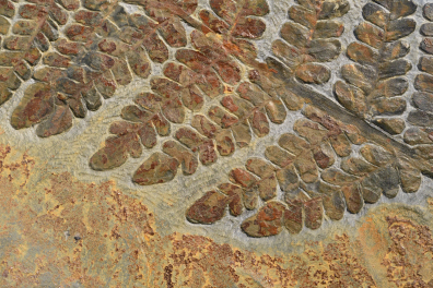 Fougère fossile - détail de la fronde